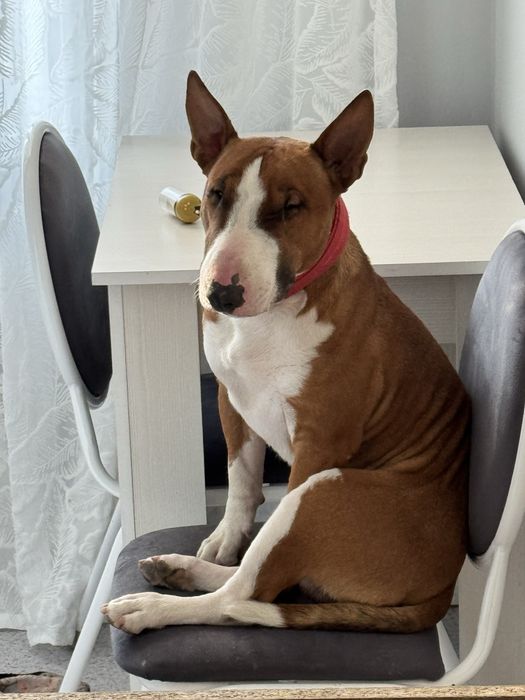 Продаеться Бультерьер