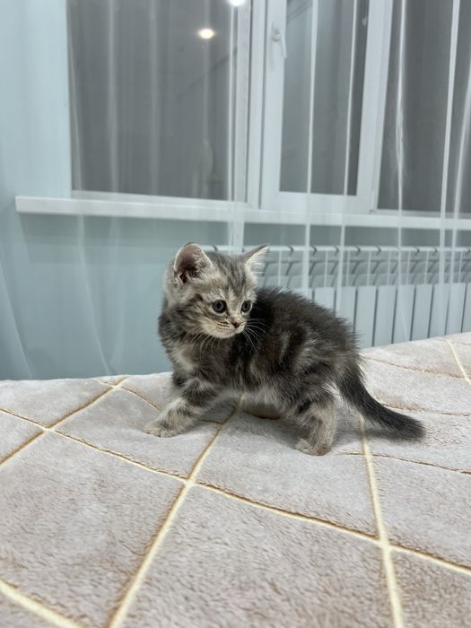 Котенок шотландец прямоухий