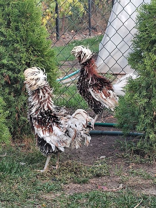 Vand Cocos de Paduana Frezat FRUMOS, VIOI SI CANTARET