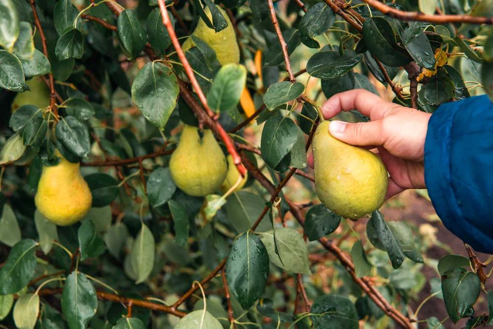 Vindem pomi fructiferi | plantam si livram in toata tara cu Fan Curier