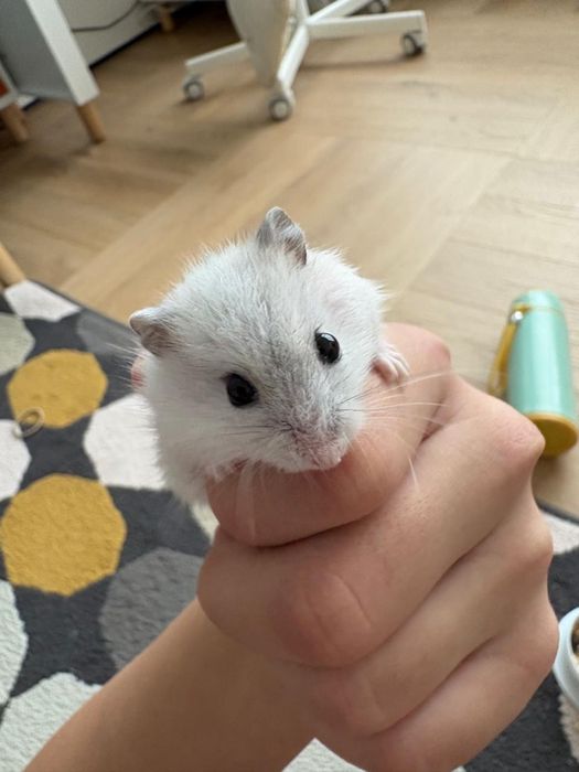 Хомяк джунгарский 123