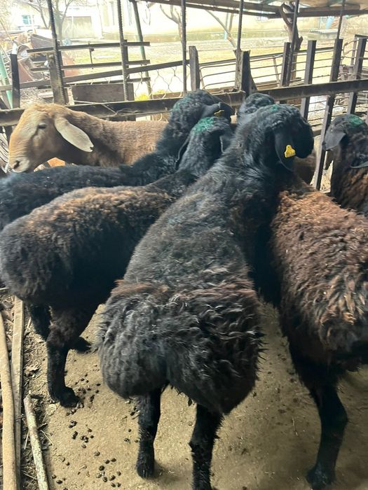 Кой, токты, саулық сатылады