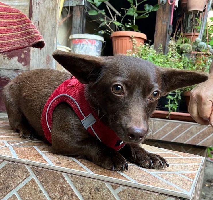 Catelusa metis chihuahua