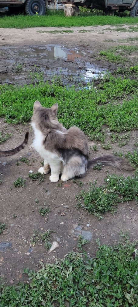 Ищу новых хозяев коту