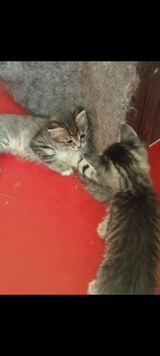Котят в хорошие руки