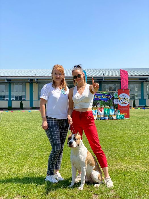 Американский стаффордширский терьер на вязку