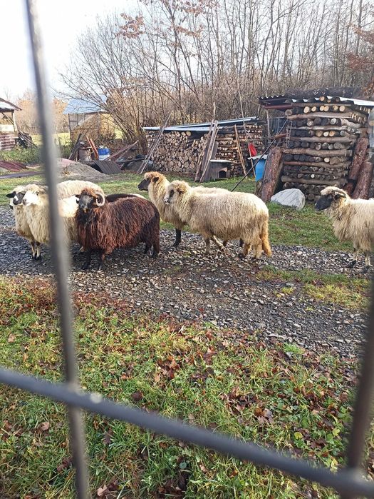 Vand oi tinere rasa turcana