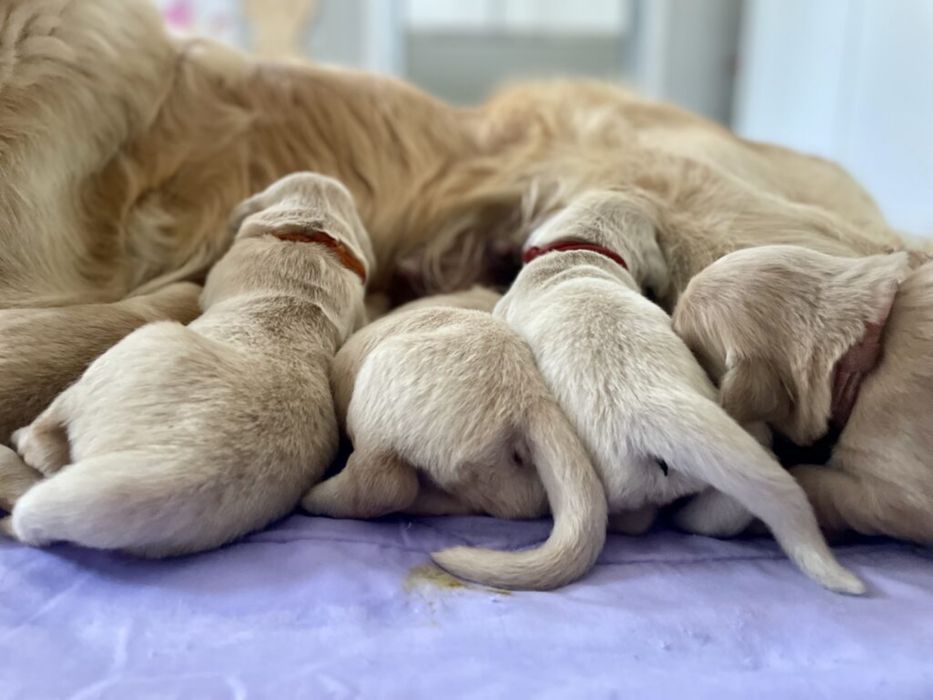 Golden Retriever de vanzare cu pedigree tip A/ părinți campioni