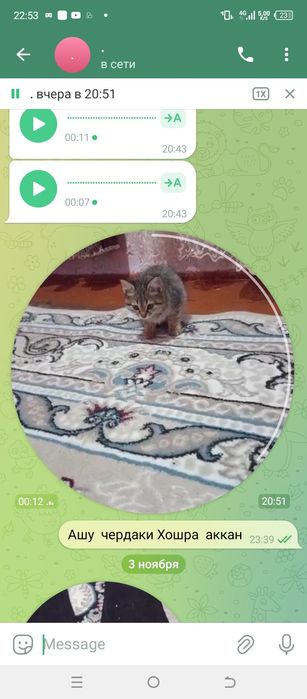 Маленький катëнок