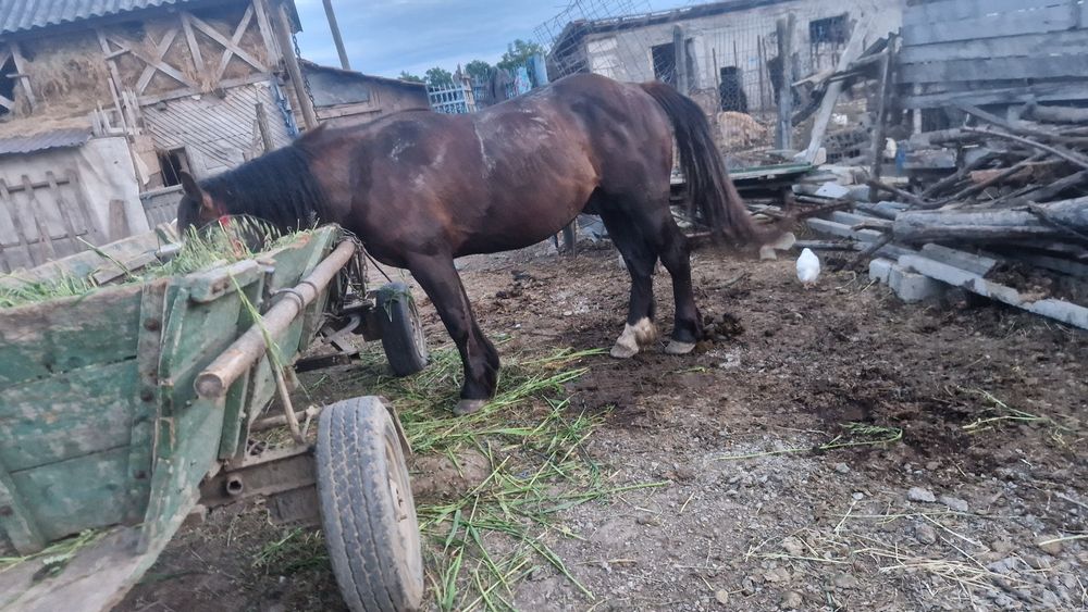 Vând armăsar de 2 ani și 7 luini