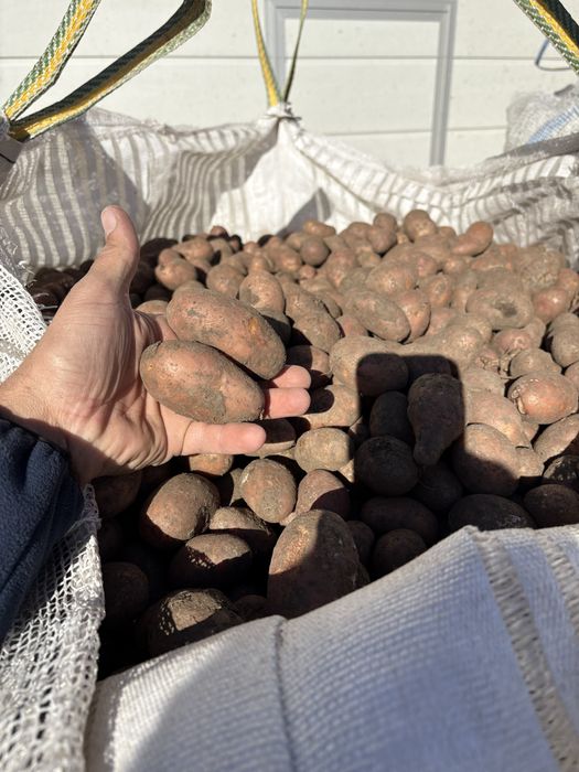 Cartofi samanta /animale