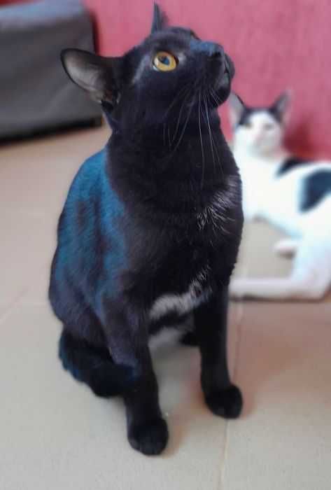 Adoptie pisica neagra castrata Hurem