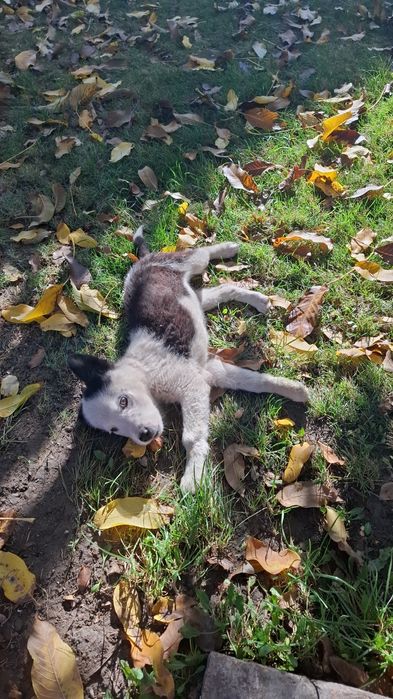 Отдам щенка в хорошие руки