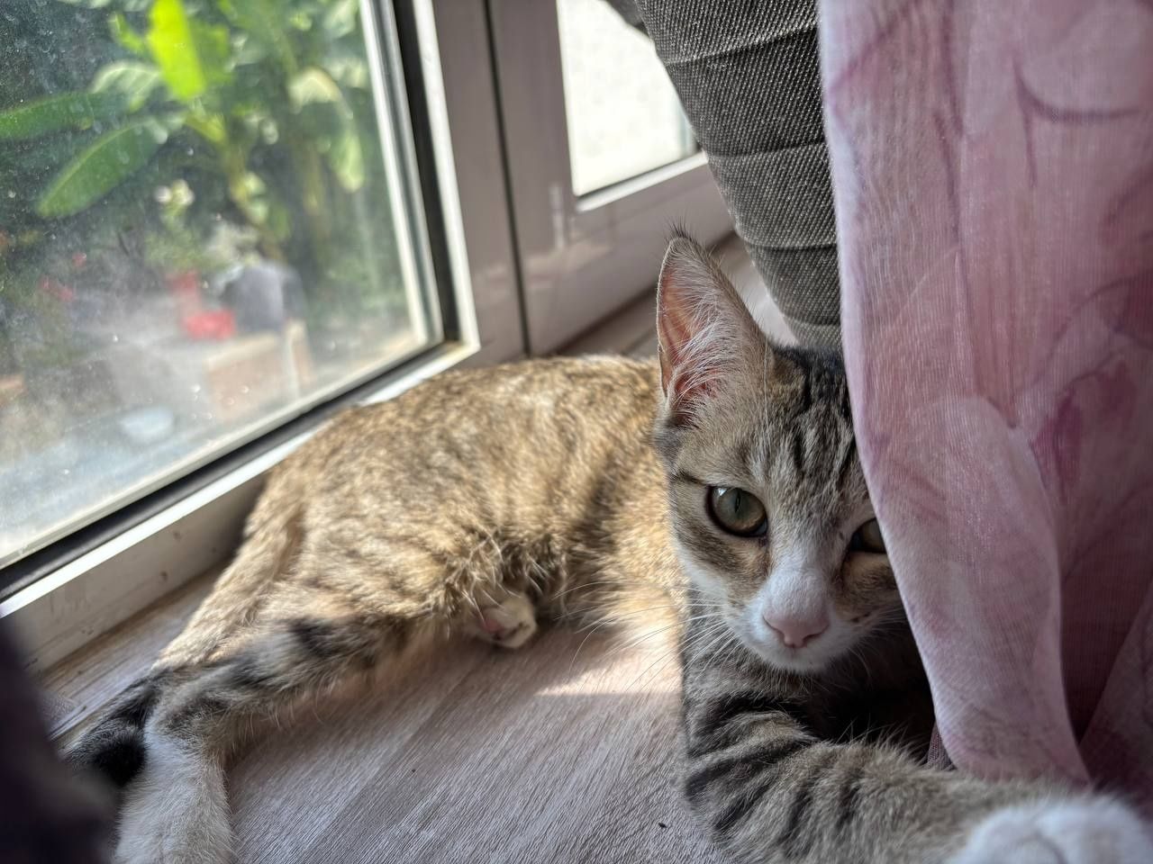 В добрые руки, котёнок