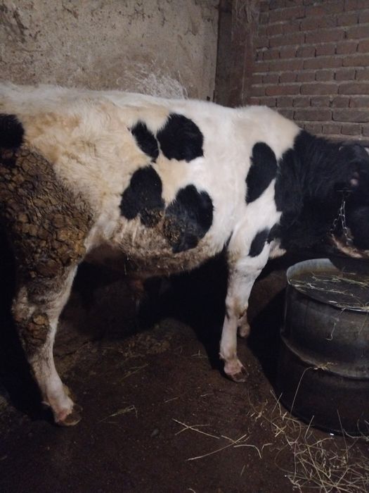 Продавам две телета гледани на яса