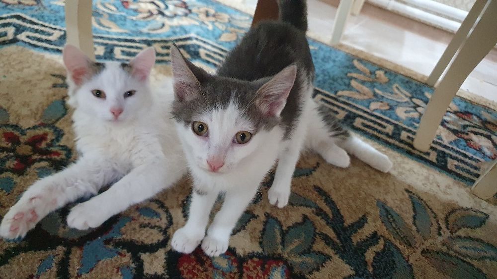 Кошечки в добрые руки