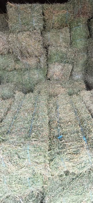 Lucerna , paie, fan , miriste calitatea 1