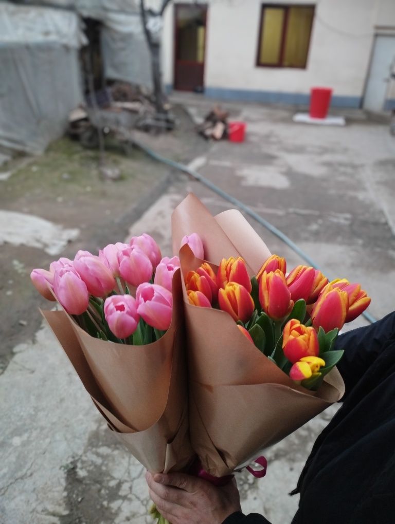 Optim Lola zakaz olamiz