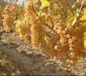 Struguri de vin Urziceni