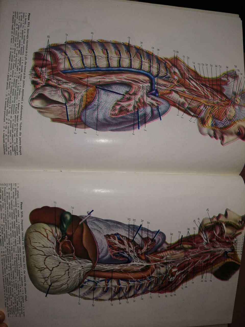 Victor Papilian Anatomia omului vol. II Splanhnologia