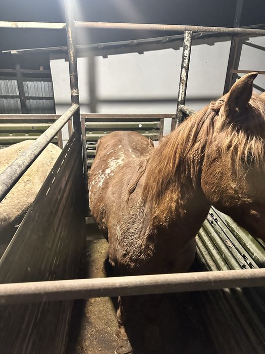 Семы ат сатылады