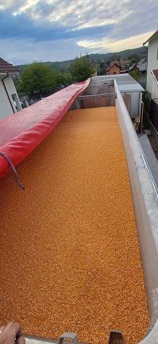 vand porumb frumos1,35 kg,grau,orz,floare,mazare,tarate