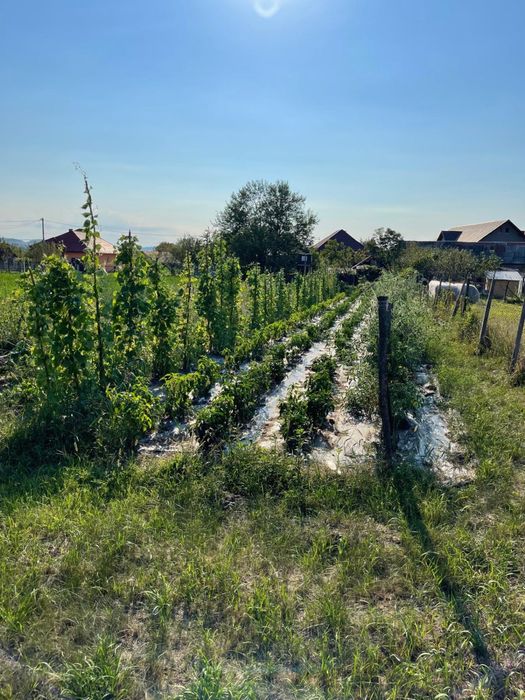 Casă de vânzare cu gradina în Șintereag