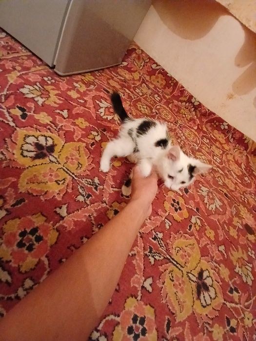 Mushug sotiladi toza