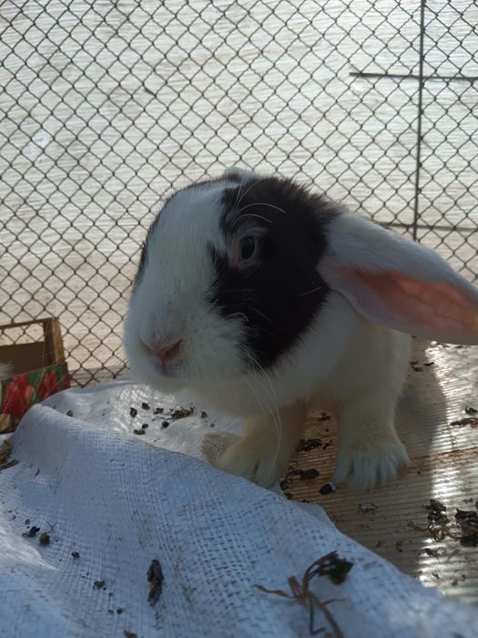 Зайци Кочовати (немска пеперуда) ЛИКВИДАЦИЯ.