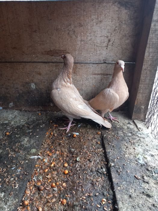 Vând pereche meulemans galben