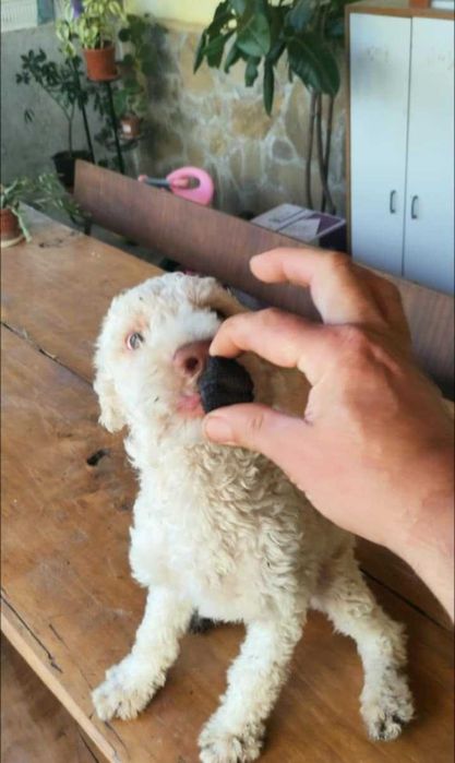 Лагото романьоло