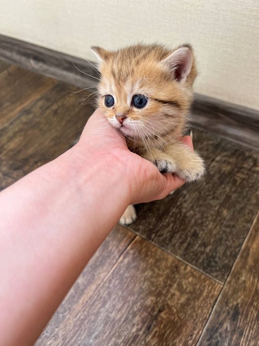 Тигровни шиншилла