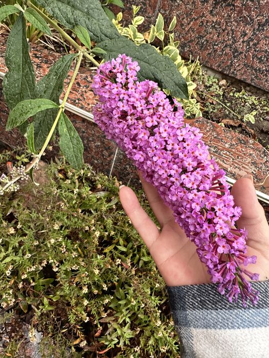 Будлея два куста.4х и 2х летки.