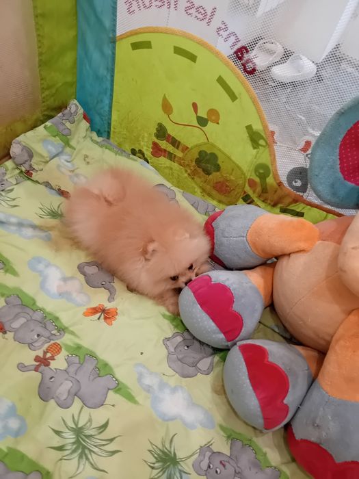 Померан мини померанче