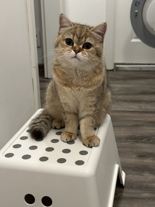 Fetita british shorthair golden superba  !! Certificat PEDIGREE !!