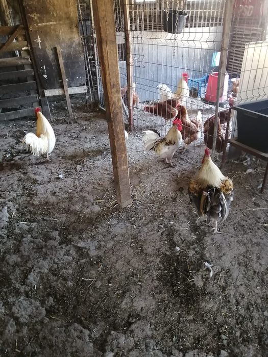 Găinușe si Cocoșei pitici