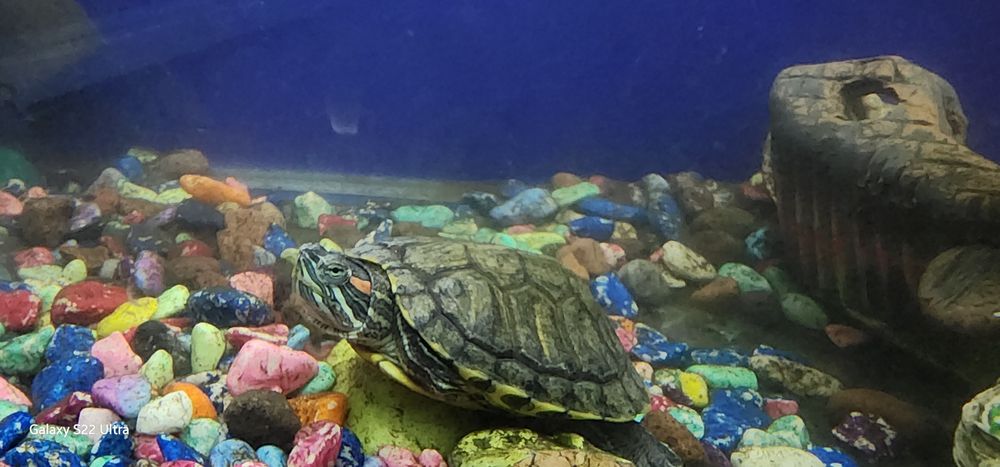 Продаётся Рыба хищники