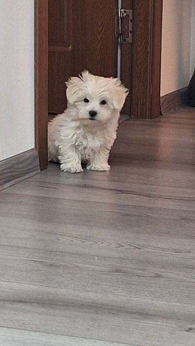 Bichon malteze mini-toy