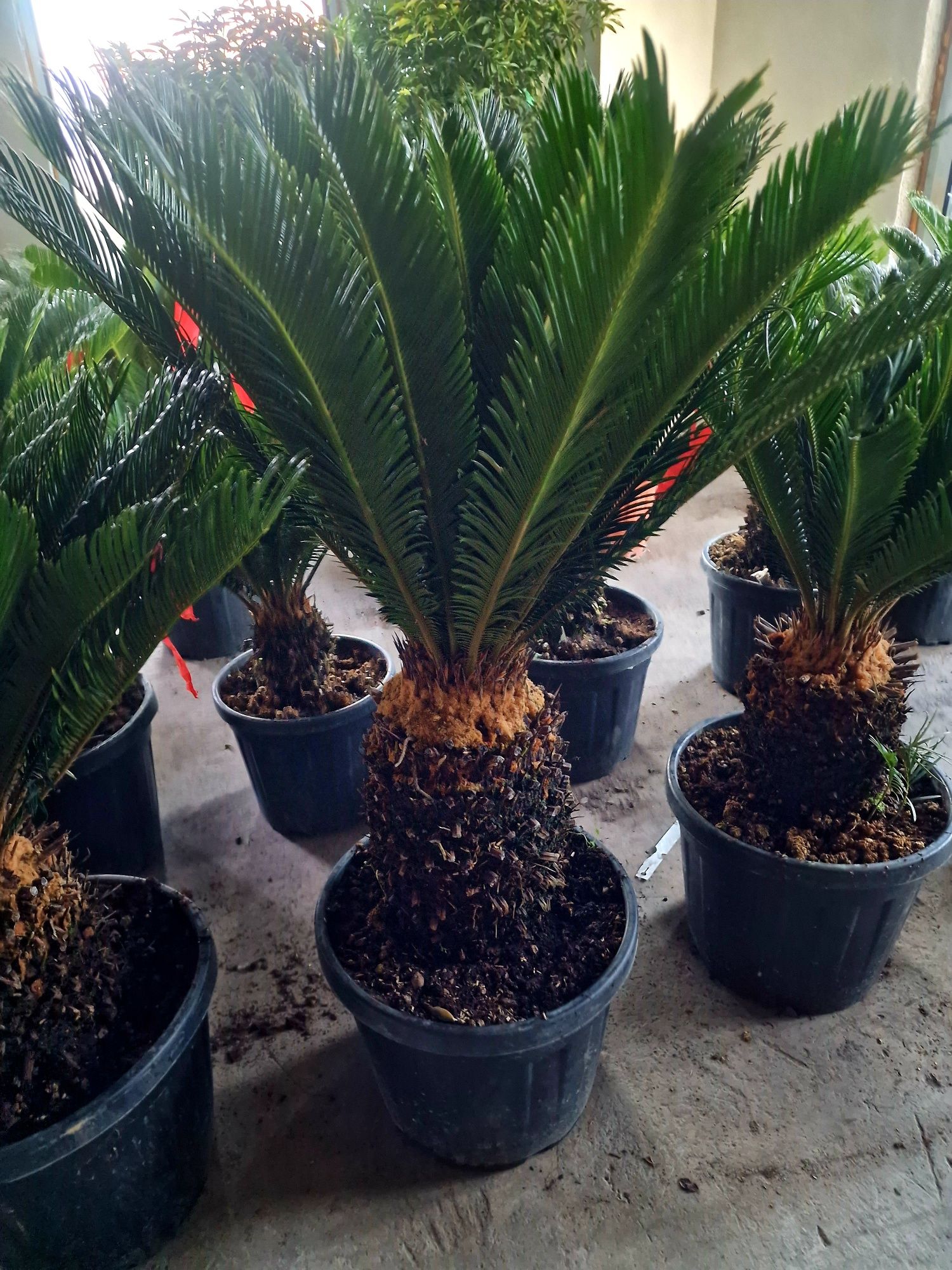 Cycas revoluta, palmieri.