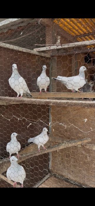 Porumbei voiajori majoritatea 2025