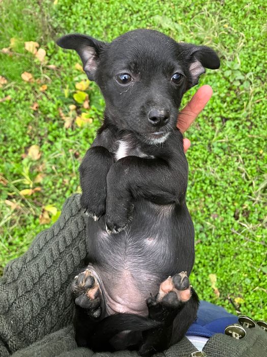 малко женско кученце