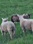 Vând oi texel  și berbecuț texel rasa pura și miei texel cu sufolk