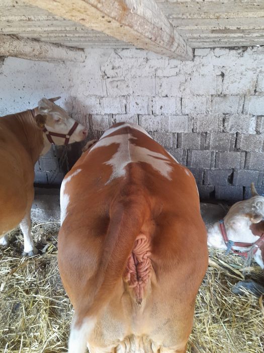 Vaca de vanzare.