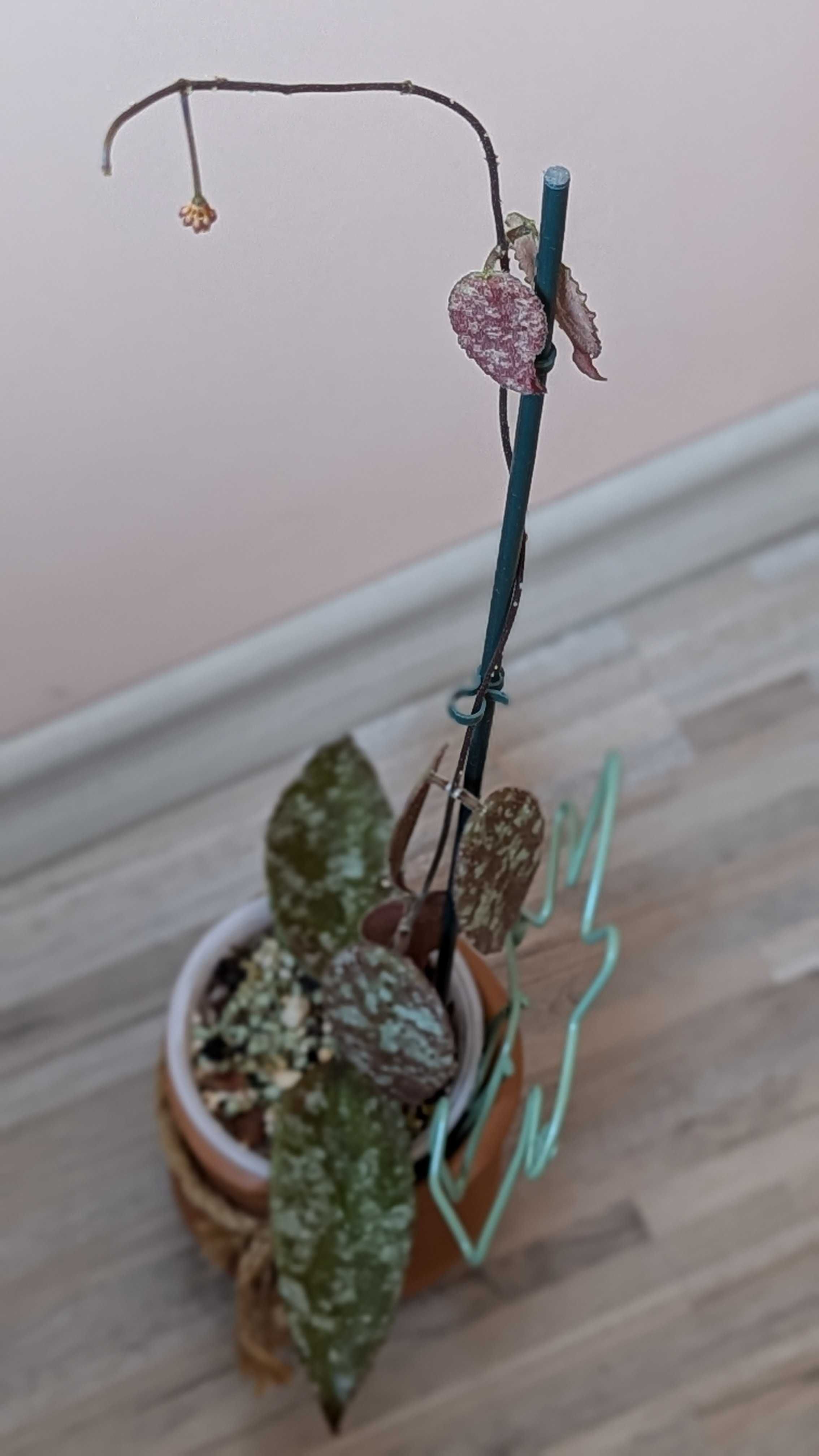 Hoya/Хоя (различни видове)