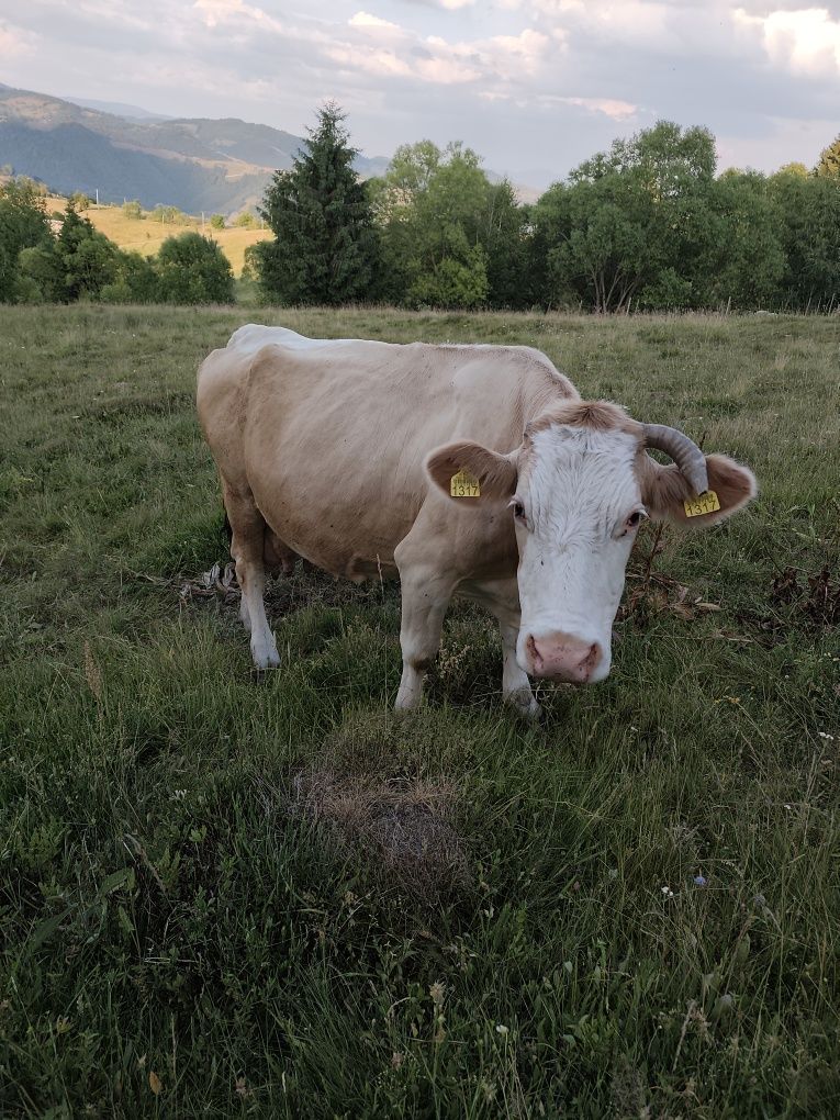Vacă de vânzare de 9 ani