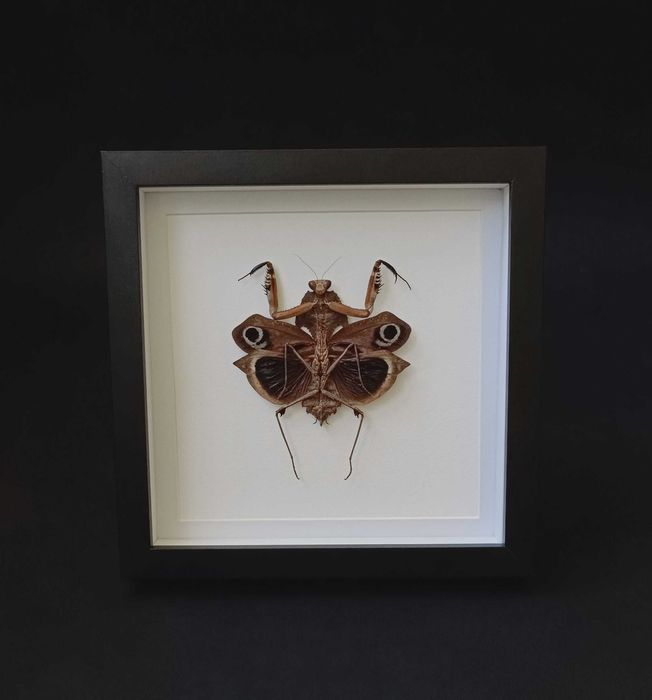 Препарирани насекоми-Богомолка, Пръчица, Цикада, Водни кончета и други