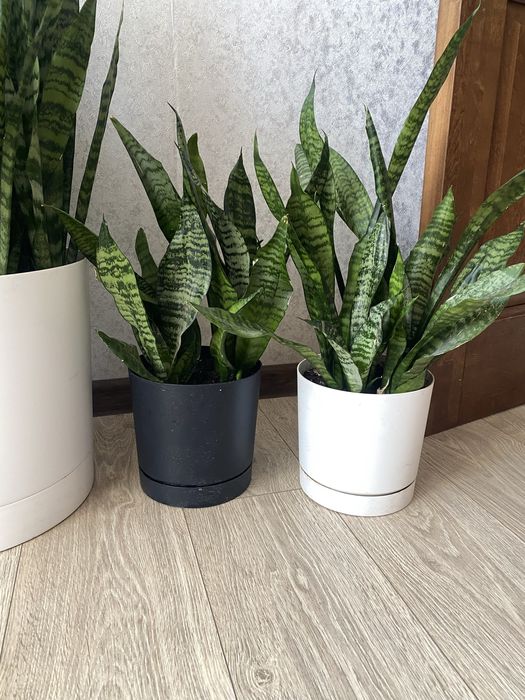 Сансивиера неприхотливые цветы для офиса Фикус бенджамина