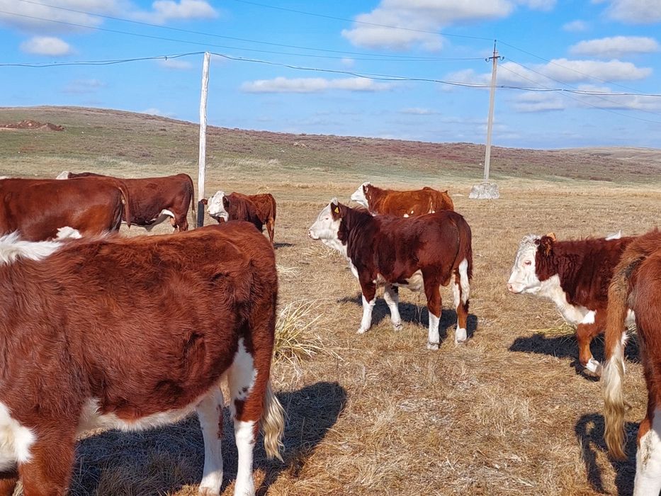 Продаются упитанные бычки