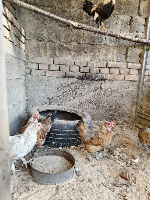 Товук хурозлар сотилади япон. Соглом