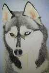 Portret Husky color